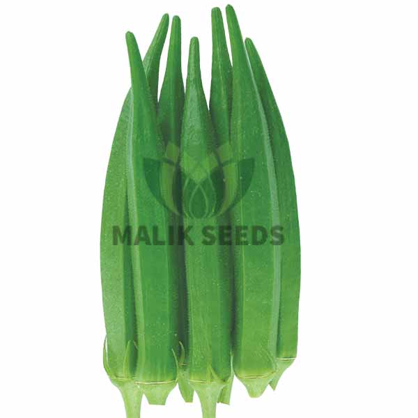হাইব্রিড ঢেঁড়স- সুপার সুমি (Malik seeds) (Super Shomy)