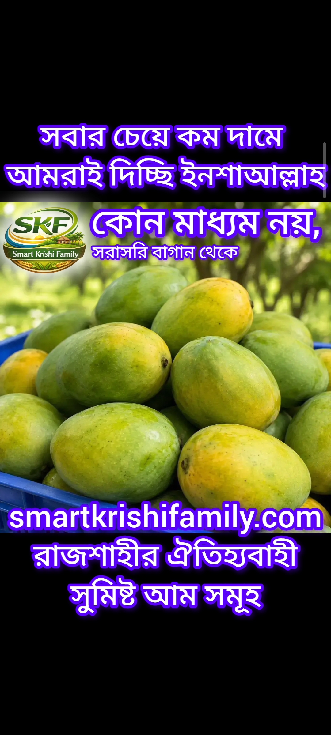 রাজশাহীর সুমিষ্ট হিমসাগর/খিরসাপাত আম